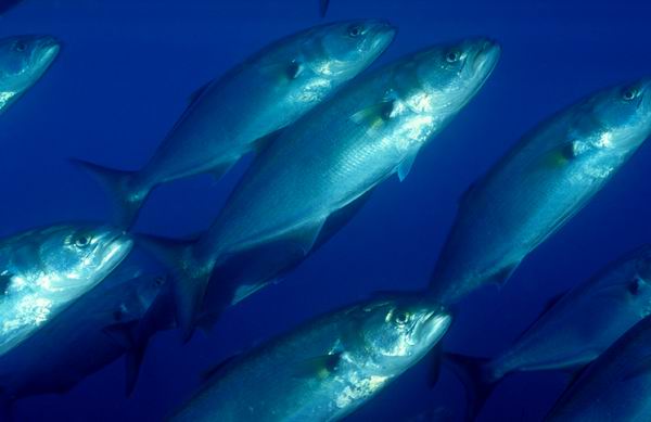 Montatura per il pesce serra